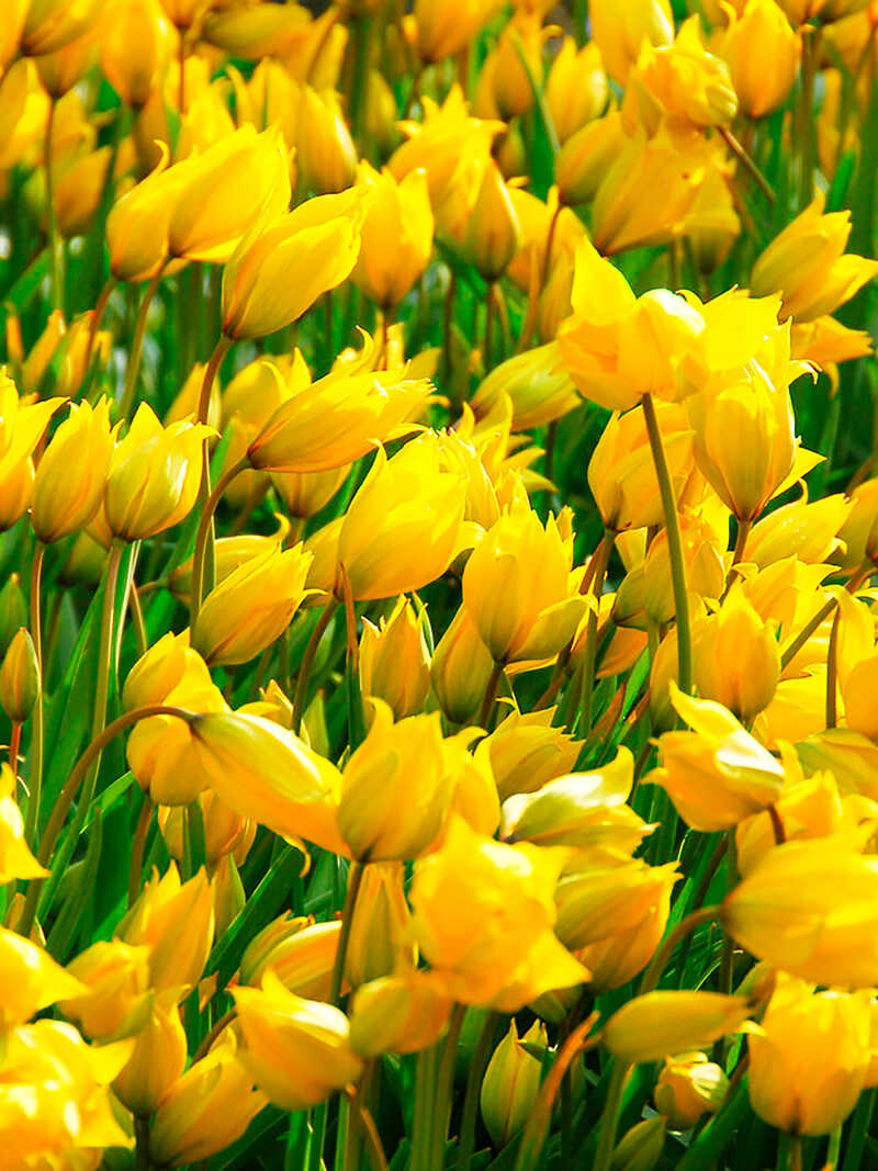 Gelbe Wald-Tulpe Sylvestris